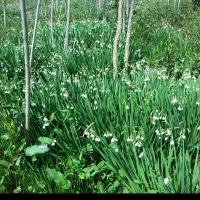 پیاز گل دانه برفی یا زنگوله|گل و گیاه طبیعی|لاهیجان, بازکیاگوراب|دیوار