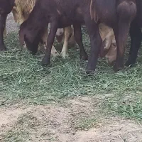 شیشک
