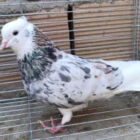 کبوتر پرشی دوکت