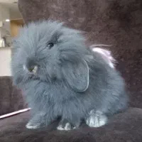 خرگوش مینی لوپ نرنژادو رنگ خاص(گلشهر کرجم)