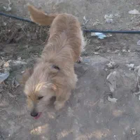 سگ امانت گم شده|سگ|دزفول, |دیوار