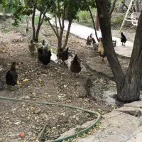 مرغ و خروس محلی|حیوانات مزرعه|گلمکان, |دیوار