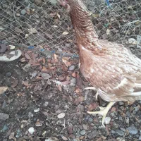 مرغ لاری|حیوانات مزرعه|رشت, فلسطین|دیوار