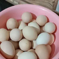 تخم مرغ محلی