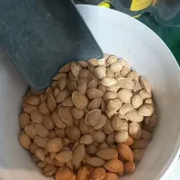 بادام سنگی
