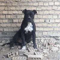 واگذاری سگ|سگ|آبادان, |دیوار