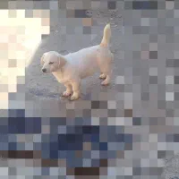 سگ اشپیتز|سگ|اسدآباد, |دیوار