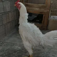 خروس لاری سفید سفید