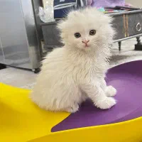 گربه اسکاتیش