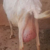 تعداد هشت عدد بز ویک عدد نر بز سانن به فروش میرسد