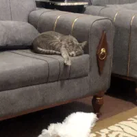 واگذاری مادربچه ها