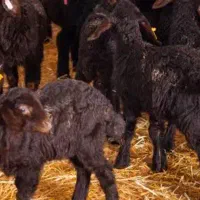 بره نره گوسفند