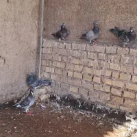 جوجه پلاکی|پرنده|خرمشهر, |دیوار