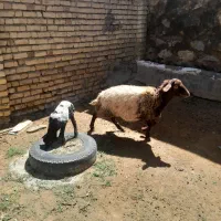میش وبره