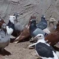 کبوتر نر وماده