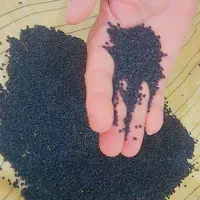 بذر پیاز مینروا