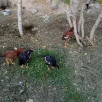 جوجه لار و گلین ودو رگه گلین ولار