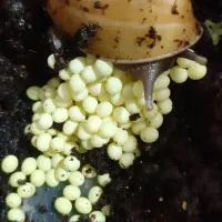 خاویار حلزون