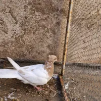 کبوتر کله ای زرد|پرنده|مبارکه, |دیوار