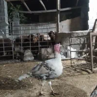 بوقلموننر|حیوانات مزرعه|گنبد کاووس, |دیوار