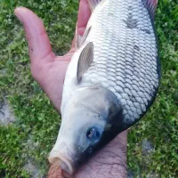 بچه ماهی کپور سایز درشت