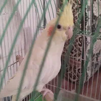 سهره قناری سینه سرخ عروس هلندی|پرنده|همدان, |دیوار