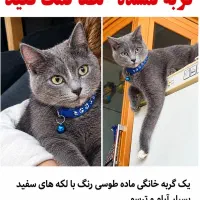 گربه گم شده