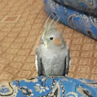 عروس هلندی ماده بدون قفس