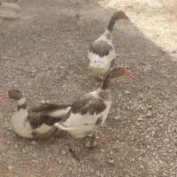 فروش غازبالغ|حیوانات مزرعه|شاهرود, |دیوار