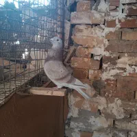 پرنده|پرنده|مسجد سلیمان, |دیوار