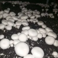 قارچ تازه درجه یک|خوردنی و آشامیدنی|دشت ذهاب, |دیوار