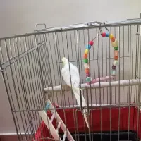 عروس هلندی لوتینو نر|پرنده|رودهن, |دیوار