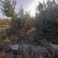 زمین باغی،۷۰۰متر،سند تک برگ،شهریار،دهشادبالا|فروش زمین و ملک کلنگی|شهریار, دهشاد بالا|دیوار