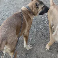 سگ سرابی گمشده یابنده مژدگانی ۲۰ میلیونی|حیوانات|مراغه, |دیوار