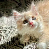 گربه|گربه|بانه, |دیوار