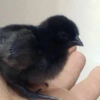 جوجه و تخم مرغ ایام سمانی و لاکندزی ضد سرطان|حیوانات مزرعه|شاهینشهر, مخابرات (شهید بهشتی)|دیوار