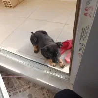 توله سگ ژرمن وورک 4 ماهه نر فی 5 ت م ن