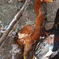 خروس لارس|حیوانات مزرعه|کوهدشت, |دیوار