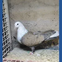 کله سفید|پرنده|فردوس (خراسان), |دیوار