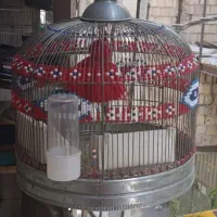 پرنده قناری