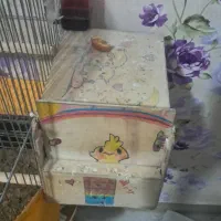 عروس هلندی مولد همراه تخم