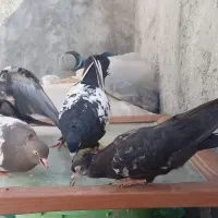 کفتر