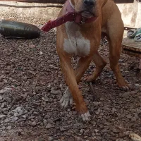 فروش سگ ماده پیتبل|سگ|کرمان, |دیوار