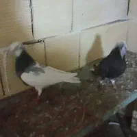 ۱۲عدد کیوتر توقی پرشی دوبر اصل به فروش|پرنده|آستارا, |دیوار