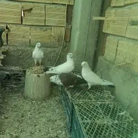 کبوتر پرشی ناب به شرط کتبی