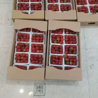 پخش توت فرنگی عمده وخرده برای مجالس مغازه داران|خوردنی و آشامیدنی|تهران, وصفنارد|دیوار