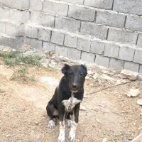 واگذار سگ نگهبان