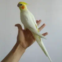 جوجه عروس هلندی دستی