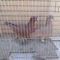 زرد و سرخ کرمونی و زاغ دمسفید|پرنده|تربت‌حیدریه, منصوریه|دیوار