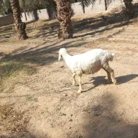 یک میش دورگ شیرازی ابستن سنگین|حیوانات مزرعه|جیرفت, |دیوار